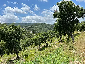 Terrain dans quartier résidentiel